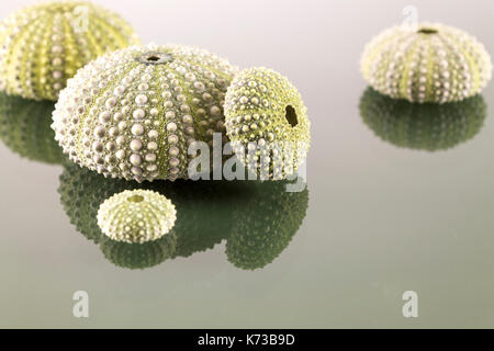 Seeigel Shell im Studio Stockfoto