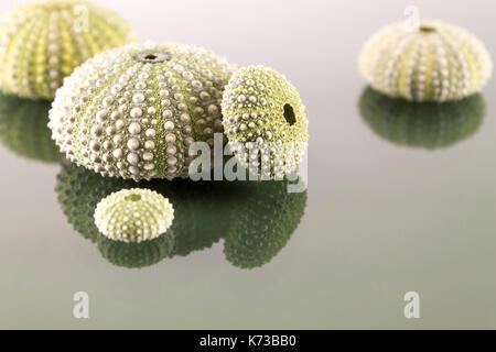 Seeigel Shell im Studio Stockfoto