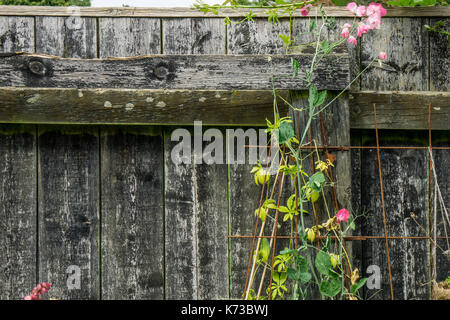 Pea Blumen in voller rosa Flora, wächst der Alten rostigen gegen eine Grau-abgenutzt Zaun Stockfoto