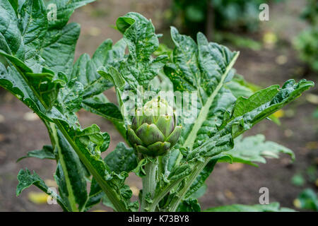 Artischocke Pflanzen im Gemüsegarten. Die artischocke selbst wächst in der Mitte der Anlage Stockfoto