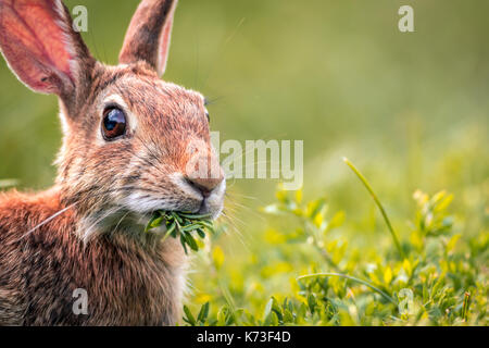 Junge östlichen Cottontail Rabbit (Sylvilagus Floridanus) closeup Munches auf frischen Grüns Stockfoto