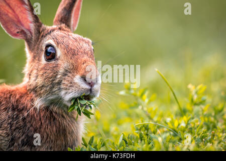 Junge östlichen Cottontail Rabbit (Sylvilagus Floridanus) closeup Munches auf frischen Grüns Stockfoto