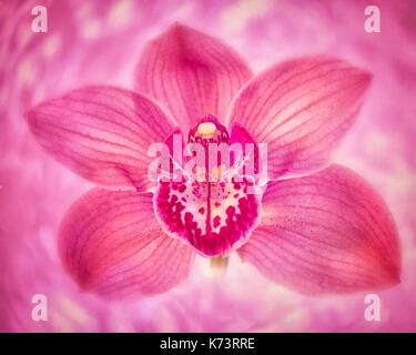 Rosa Cattleya Lilly auf Rosa Wirbel Hintergrund Stockfoto