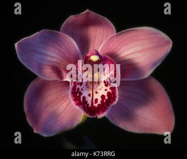 Rosa Cattleya Lilly auf Schwarz Stockfoto