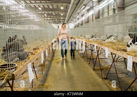 Nationale Ausstellung für junge Kaninchen, Geflügel und Tauben 2017 (Tierzucht), Hase, Kaninchen Stockfoto