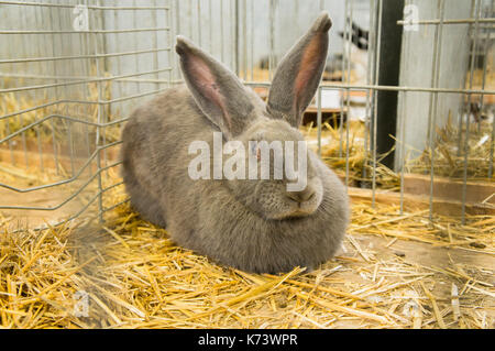 Nationale Ausstellung für junge Kaninchen, Geflügel und Tauben 2017 (Tierzucht), Europäische Kaninchen Stockfoto