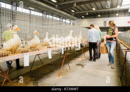 Nationale Ausstellung für junge Kaninchen, Geflügel und Tauben 2017 (Tierzucht), Ente, Enten Stockfoto