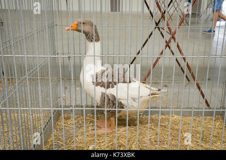 Nationale Ausstellung für junge Kaninchen, Geflügel und Tauben 2017 (Tierzucht), Pommerschen Gans Stockfoto