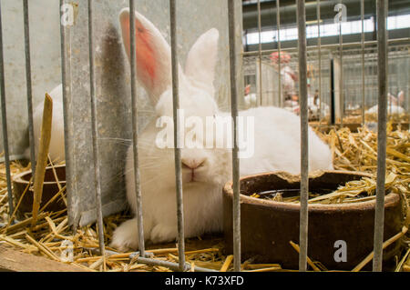 Nationale Ausstellung für junge Kaninchen, Geflügel und Tauben 2017 (Tierzucht), Europäische Kaninchen Stockfoto