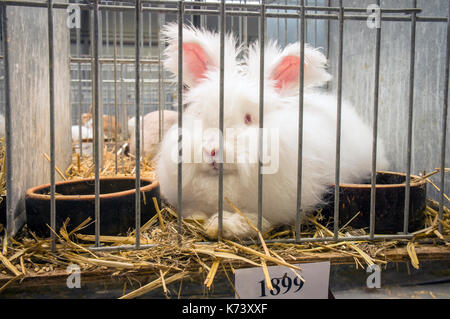 Nationale Ausstellung für junge Kaninchen, Geflügel und Tauben 2017 (Tierzucht), Angora Kaninchen Stockfoto