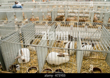 Nationale Ausstellung für junge Kaninchen, Geflügel und Tauben 2017 (Tierzucht), Hase, Kaninchen Stockfoto