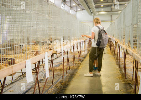 Nationale Ausstellung für junge Kaninchen, Geflügel und Tauben 2017 (Tierzucht), Hase, Kaninchen Stockfoto