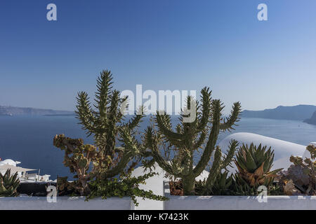 Kaktus auf dem Balkon in Oia, Santorini, mit Blick auf die Caldera. Stockfoto