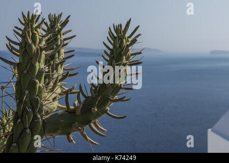 Kaktus auf dem Balkon in Oia, Santorini, mit Blick auf die Caldera. Stockfoto
