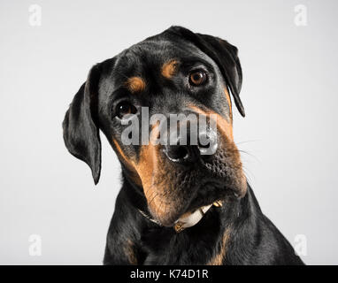 Porträt einer jungen Hündin (Rottweiler x bullmastiff Kreuz) in Großbritannien. Stockfoto