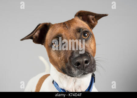 Porträt eines Haustieres Jack Russell Terrier Hund in Großbritannien. Stockfoto