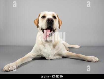 Yellow Labrador Retriever, 1 Jahr alt fotografiert in Großbritannien. Stockfoto