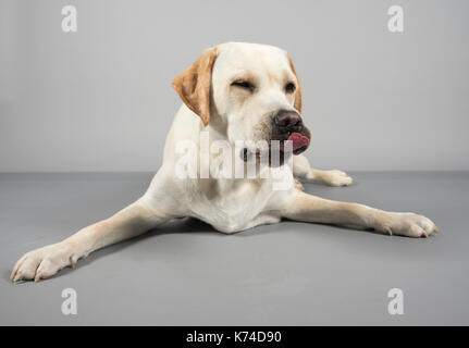 Yellow Labrador Retriever, 1 Jahr alt fotografiert in Großbritannien. Stockfoto