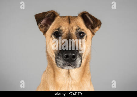 Deutscher Schäferhund / Belgian Malinois crossbreed, weiblich, UK. Stockfoto