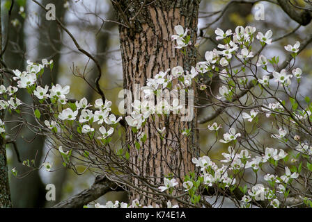 Blühende HARTRIEGEL (CORNUS FLORIDA) blühen in den Wald, JUNIATA PENNSYLVANIA Stockfoto