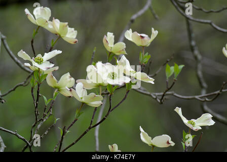 Blühende HARTRIEGEL (CORNUS FLORIDA) blühen in den Wald, JUNIATA PENNSYLVANIA Stockfoto