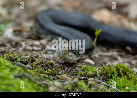 Nahaufnahme Kopf geschossen EINES SCHWARZEN RATSNAKE (PANTHEROPHIS ALLEGHANIENSIS/ELAPHE OBSOLETA OBSOLETA) ruht auf WALDBODEN, JUNIATA PA Stockfoto