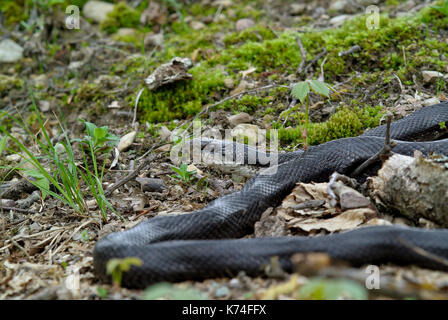 Nahaufnahme Kopf geschossen EINES SCHWARZEN RATSNAKE (PANTHEROPHIS ALLEGHANIENSIS/ELAPHE OBSOLETA OBSOLETA) ruht auf WALDBODEN, JUNIATA PA Stockfoto