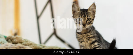 Cute Tabby Katze auf alten hölzernen Paletten- und abgenutzte Marine Seile. Kleine Katze auf verlassenen Alten rostigen Schiff. Stockfoto