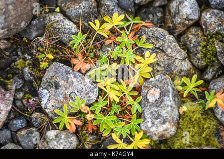 Herbst Vegetation wächst auf Lava in Island Stockfoto