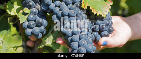 Hand, frische rote Trauben im Weinberg. Weinberge an im Herbst Ernte. Stockfoto