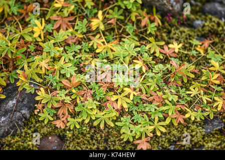 Herbst Vegetation wächst auf Lava in Island Stockfoto