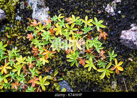 Herbst Vegetation wächst auf Lava in Island Stockfoto