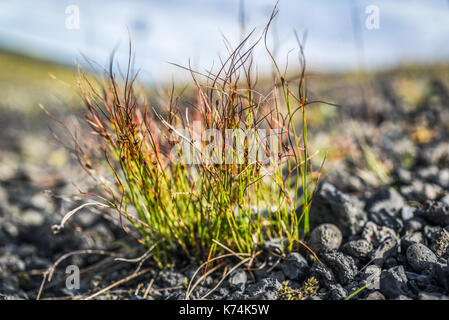 Herbst Vegetation wächst auf Lava in Island Stockfoto