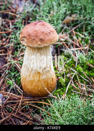 Bucht Steinpilzen Pilzzucht im Wald Stockfoto