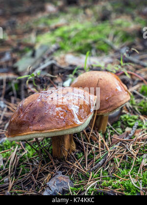 Zwei glatte Buchse Pilze wachsen im Wald Stockfoto