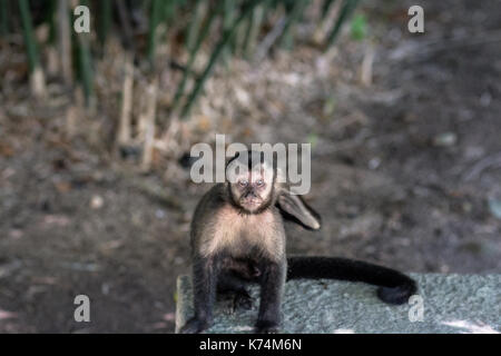 In Brasilien möglich ist, die Kapuziner Affen zu finden, leben Sie von Norden nach Süden querfeldein, in Portugiesisch sie so genannte macaco Prego. Stockfoto