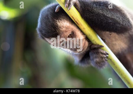 In Brasilien möglich ist, die Kapuziner Affen zu finden, leben Sie von Norden nach Süden querfeldein, in Portugiesisch sie so genannte macaco Prego. Stockfoto