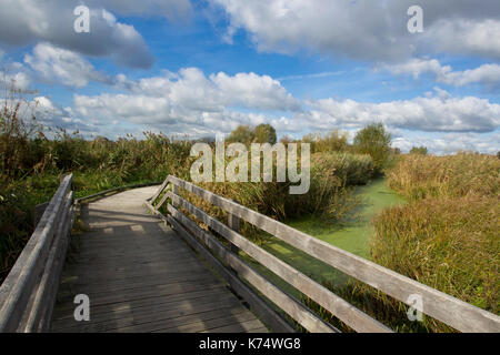 Béthune (Nord Frankreich): Salz März von Saint-Omer, Naturschutzgebiet "Reserve naturelle du Romelaere' Stockfoto