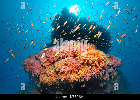 Korallenriff, Coral, verschiedenen roten Weichkorallen (Dendronephthya sp.) und Schwarm von anthia (Pseudanthias sp.) Stockfoto