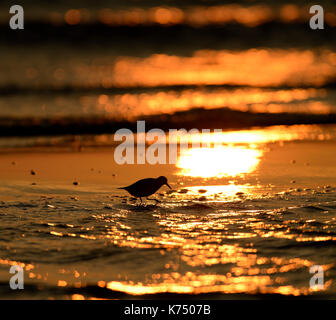 Sanderling (Calidris alba) in der Hintergrundbeleuchtung am Strand bei Sonnenuntergang, Texel, Nord Holland, Niederlande Stockfoto