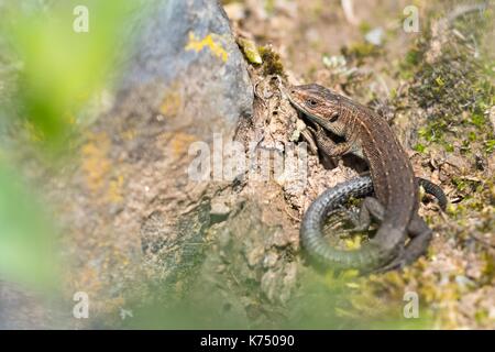 Lebendgebärenden Eidechsen (Lacerta vivipara) auf Stein, Hessen, Deutschland Stockfoto