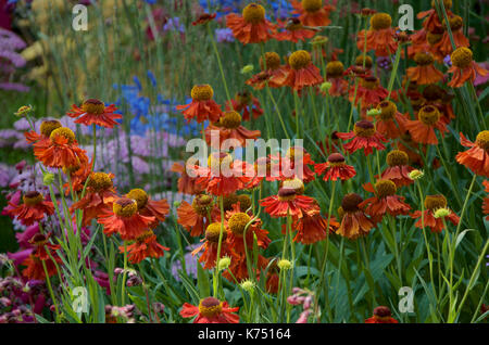 Helenium Moerheim Beauty Stockfoto