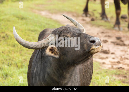 Asiatische Wasserbüffel in Yala Nationalpark, Sri Lanka Stockfoto