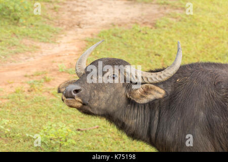 Asiatische Wasserbüffel in Yala Nationalpark, Sri Lanka Stockfoto