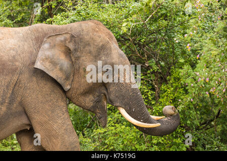 Wilde Elefanten in Yala Nationalpark Elefant Blätter essen von einem Strauch, Sri Lanka Stockfoto