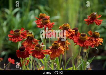 Helenium 'Moerheim Beauty' mit Bienen. Stockfoto