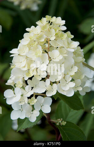 Hydrangea paniculata Phantom Stockfoto