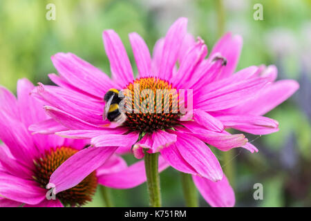 Biene bestäubt Pink daisy Osteospermum jucundum, die an der Universität von Nottingham Stockfoto