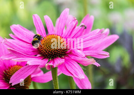 Biene bestäubt Pink daisy Osteospermum jucundum, die an der Universität von Nottingham Stockfoto