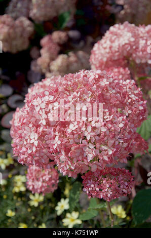 Pink Hydrangea arborescens Annabelle Stockfoto